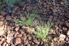 Bulbostylis hispidula pyriformis