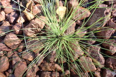 Bulbostylis hispidula pyriformis