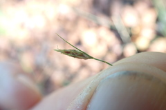 Bulbostylis hispidula pyriformis