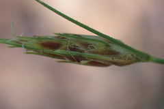 Bulbostylis hispidula pyriformis