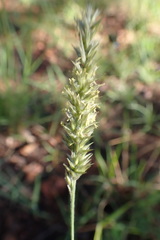 Enneapogon scoparius