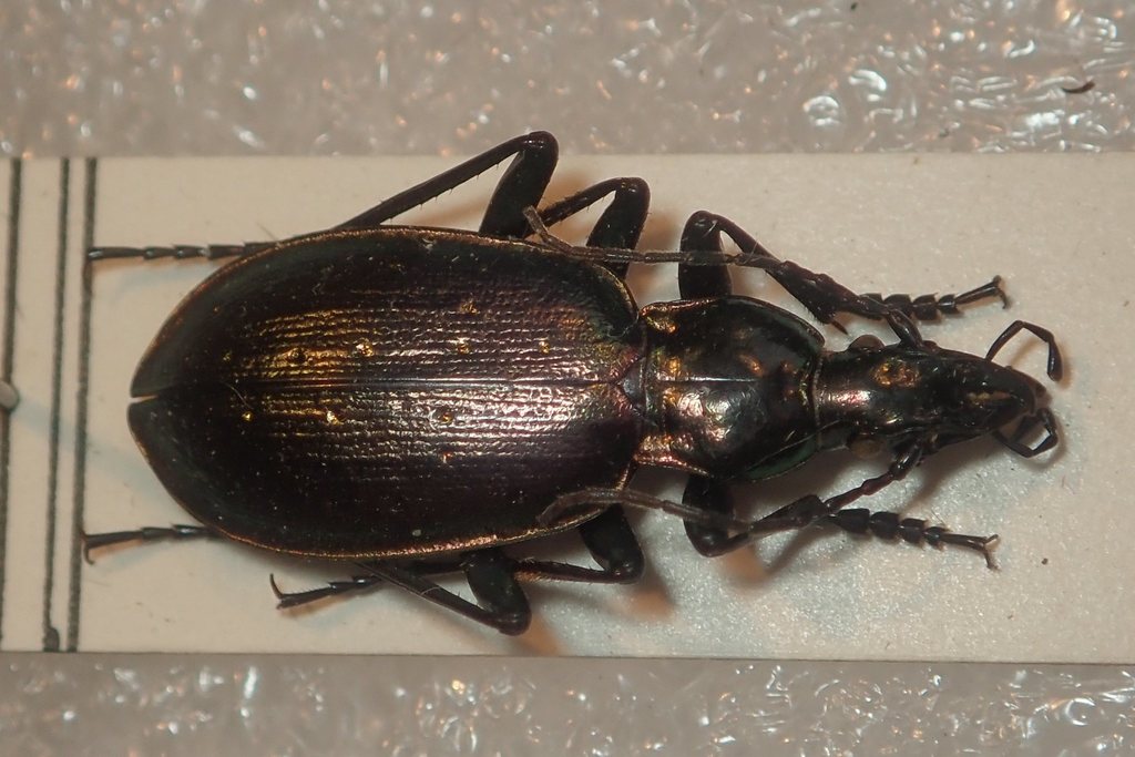 Cottian Alps Ground Beetle
