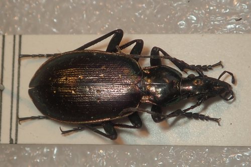 Cottian Alps Ground Beetle