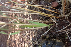 Enneapogon scoparius