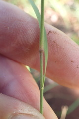 Enneapogon scoparius