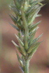 Enneapogon scoparius