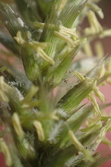 Enneapogon scoparius