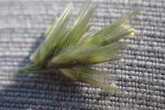 Enneapogon scoparius