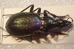 Carabus cychroides