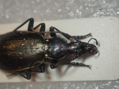 Carabus cychroides