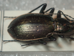 Carabus cychroides