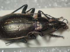 Carabus cychroides