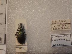 Carabus cychroides