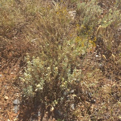 Atriplex lindleyi inflata