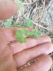 Oxalis thompsoniae