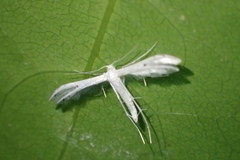 Pterophorus monospilalis