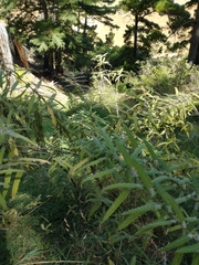Urtica ferox