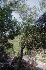 Backhousia tetraptera