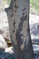 Backhousia tetraptera