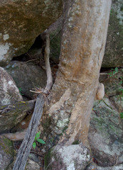 Backhousia tetraptera