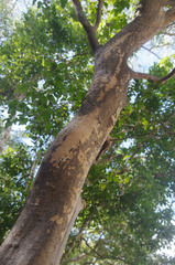 Backhousia tetraptera