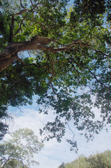 Backhousia tetraptera