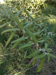 Urtica ferox