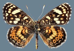 Phyciodes picta picta