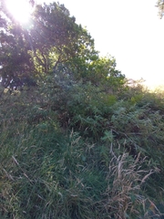 Urtica ferox