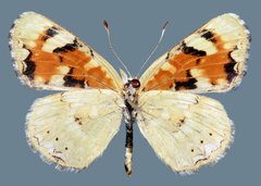 Phyciodes picta picta