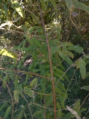Urtica ferox