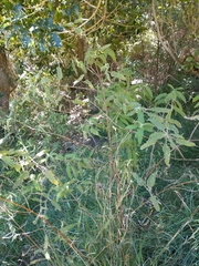 Urtica ferox