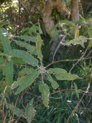 Urtica ferox