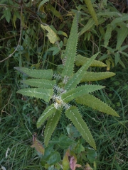 Urtica ferox