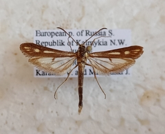 Weismanniola agdistiformis