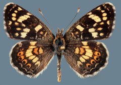 Phyciodes picta picta