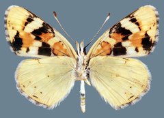 Phyciodes picta picta