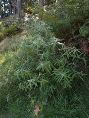 Urtica ferox