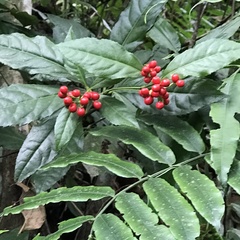 Ardisia crenata