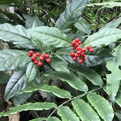 Ardisia crenata
