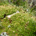 Arenaria nitida - Photo (c) danplant, algunos derechos reservados (CC BY-NC), subido por danplant
