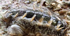 Acanthochitona sueurii