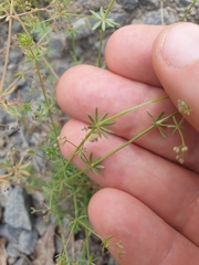 Galium divaricatum