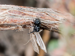 Heliophanus chovdensis