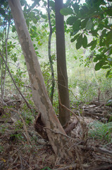 Backhousia tetraptera