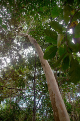 Backhousia tetraptera