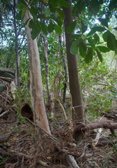 Backhousia tetraptera