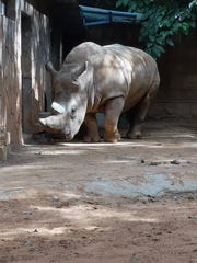 Ceratotherium