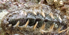 Acanthochitona sueurii