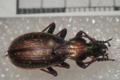 Carabus fabricii